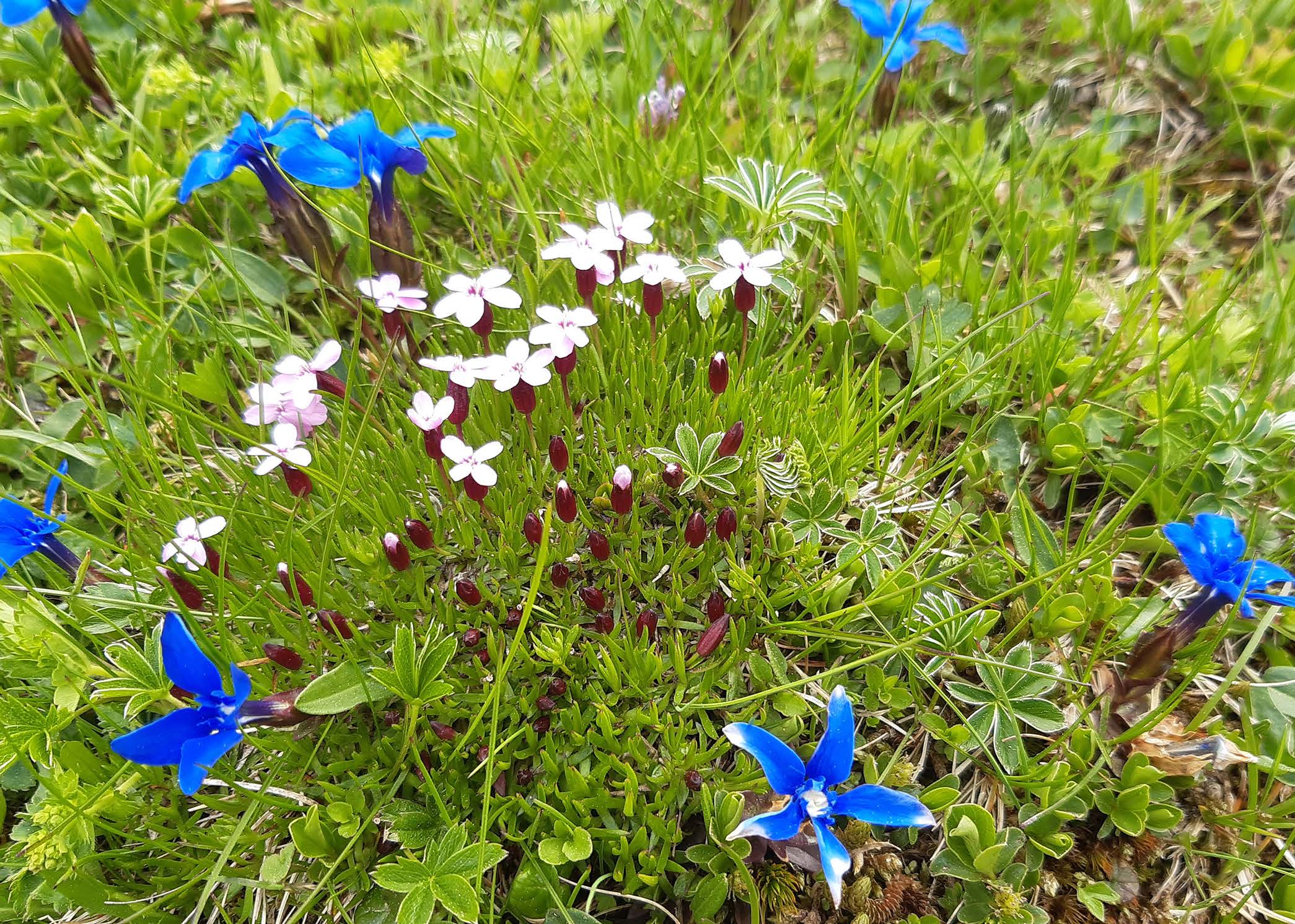 Enzian und Blumen in der Bergwiese