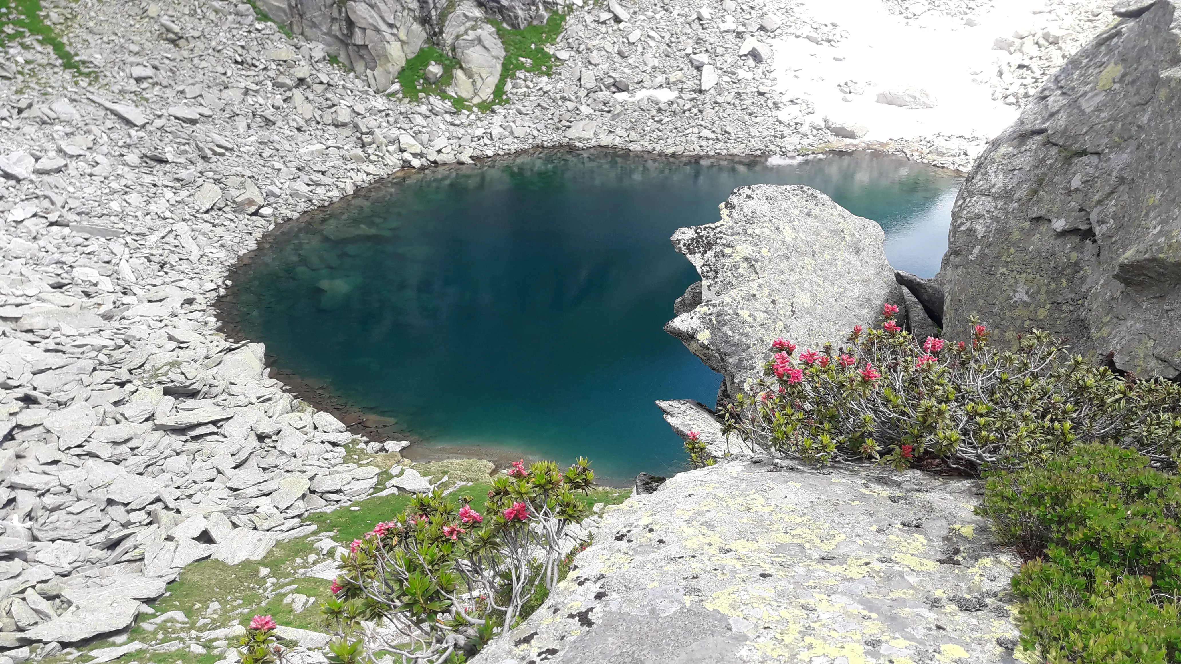 Bergsee mit Alpenrosen